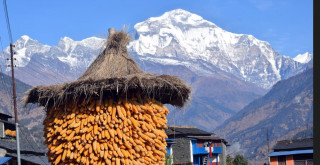 थाक्रामा राखिएको मकै र पृष्ठभूमिमा धौलागिरि हिमाल