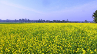 उन्नतजातको तोरी खेती