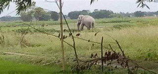 लुसुलुसु जङ्गली हात्ती गाउँ पसेपछि