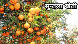 सुन्तला खेतीबाट दश करोड भित्र्याउँदै इच्छाकामना