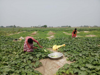 बगरखेती गर्ने किसानलाई पालिकाको अनुदान