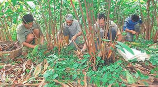 अलैँचीको भाउ तेब्बर बढ्यो