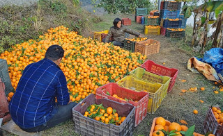 एउटै वडाबाट रु दुई करोडभन्दा बढीको सुन्तला बिक्रीको लक्ष्य