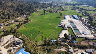 गहुँ बालीको हरियाली