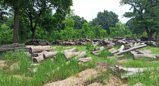 वन कार्यालय परिसरमै गोलिया काठ सड्दै